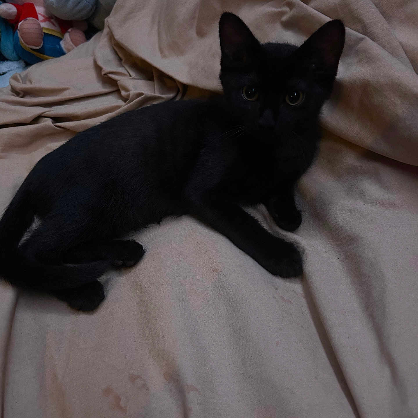 Loki a rejoint le concours — aidez-le/la à gagner de superbes lots ! animal, background, bedspread, black_cat, cozy, cute, domestic_animal, ears, eyes, feline, fur, indoor, kitten, pet, plush_toys, resting, shadow, small, soft_texture, whiskers