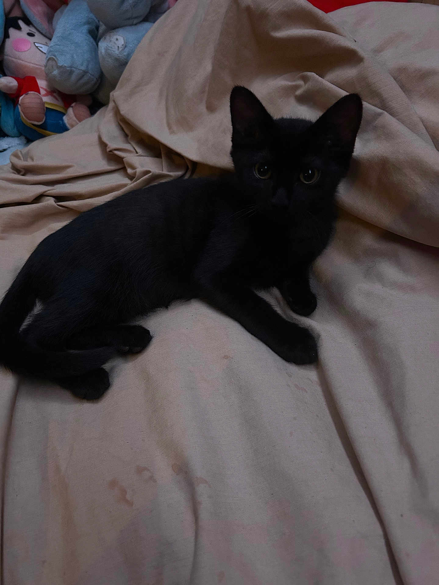 Loki