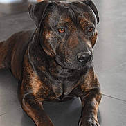 Macko a rejoint le concours — aidez-le/la à gagner de superbes lots ! animal, boxer, bulldog, canine, dog, frenchbulldog, furniture, hardwood, hound, indoors, interiordesign, labradorretriever, pet, pitbull, plywood, puppy, snout, stainedwood, wood