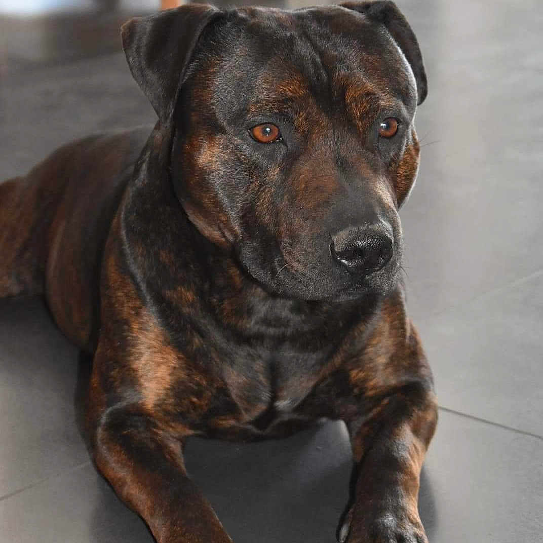 Macko a rejoint le concours — aidez-le/la à gagner de superbes lots ! animal, boxer, bulldog, canine, dog, frenchbulldog, furniture, hardwood, hound, indoors, interiordesign, labradorretriever, pet, pitbull, plywood, puppy, snout, stainedwood, wood