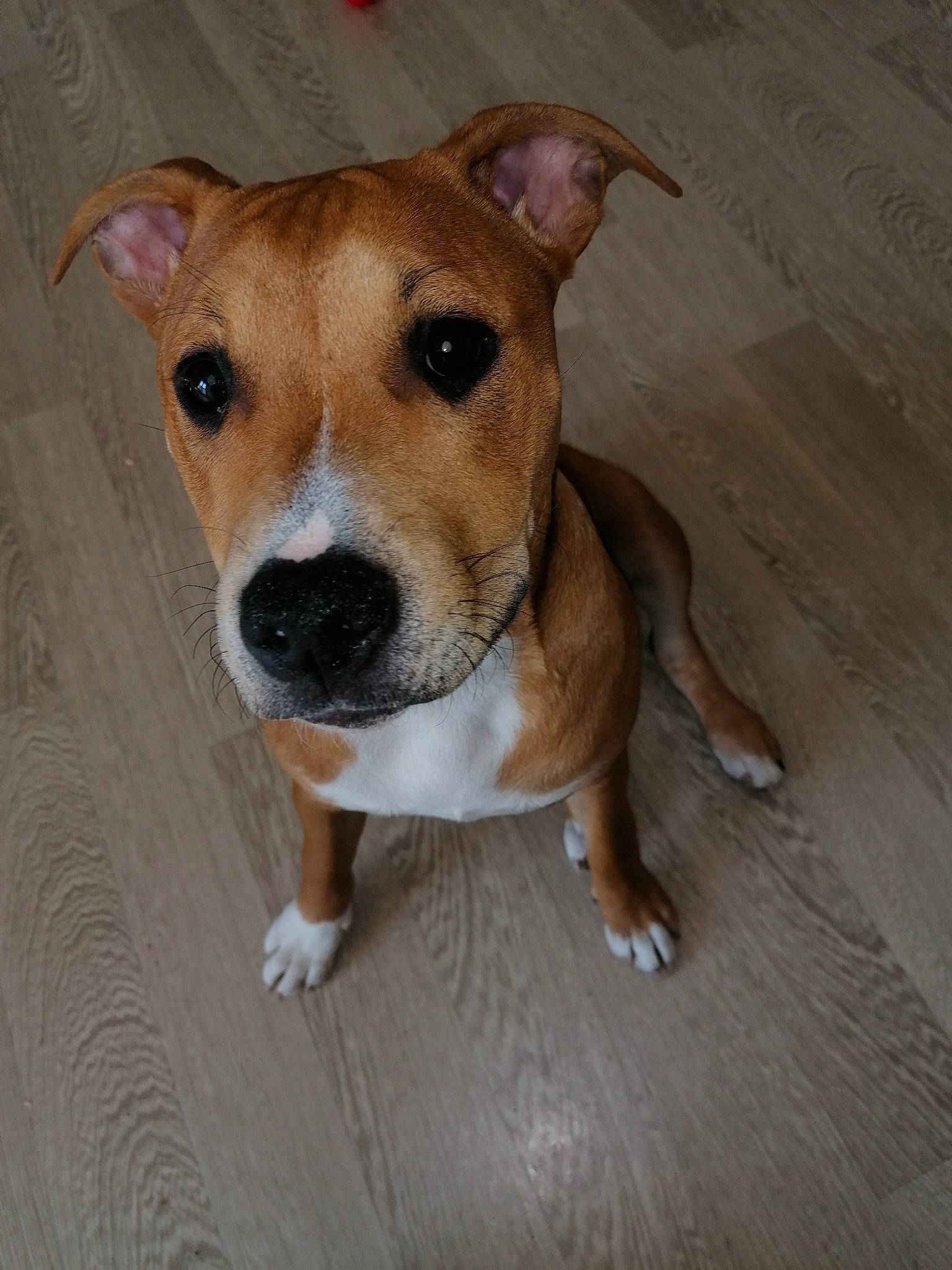 Pita participe au concours pour gagner de l'argent avec cette photo : canidae, carnivore, companion_dog, dog, dog_breed, fawn, feist, irishjacks, mammal, non_sporting_group, nose, paw, plummer_terrier, potcake_dog, puppy, rare_breed_dog, snout, sporting_group, vertebrate, whiskers