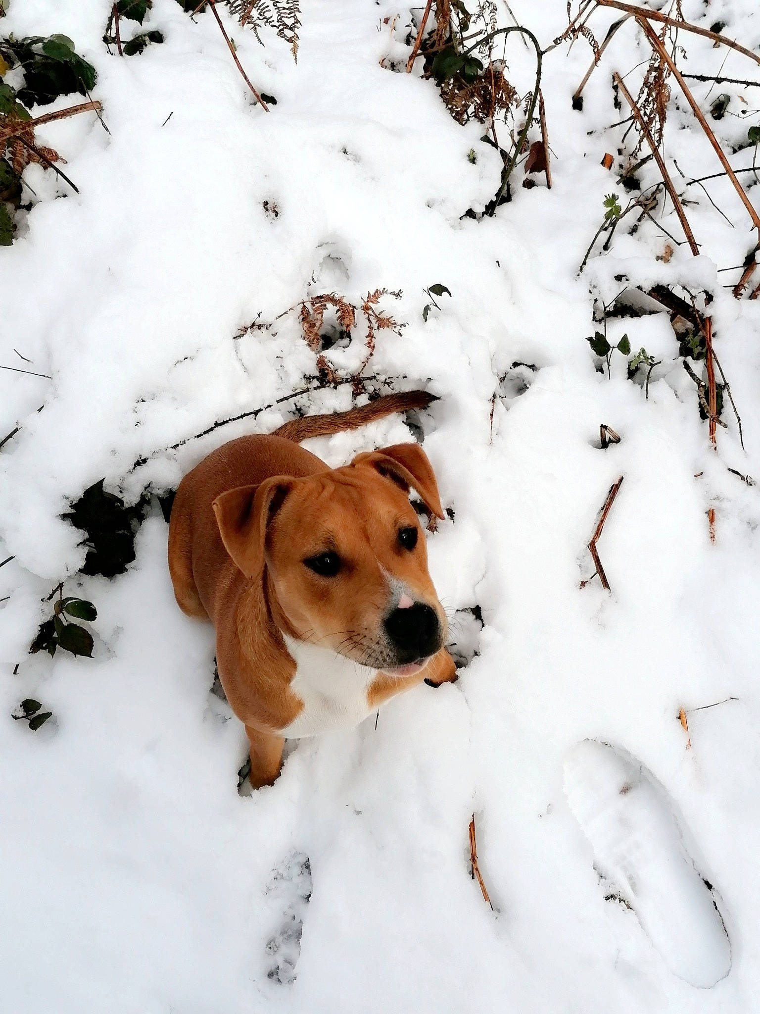 Pita participe au concours pour gagner de l'argent avec cette photo : american_foxhound, beagle, canidae, carnivore, companion_dog, dog, dog_breed, drever, english_foxhound, estonian_hound, fawn, freezing, halden_hound, harrier, hound, hygenhund, mammal, snow, winter