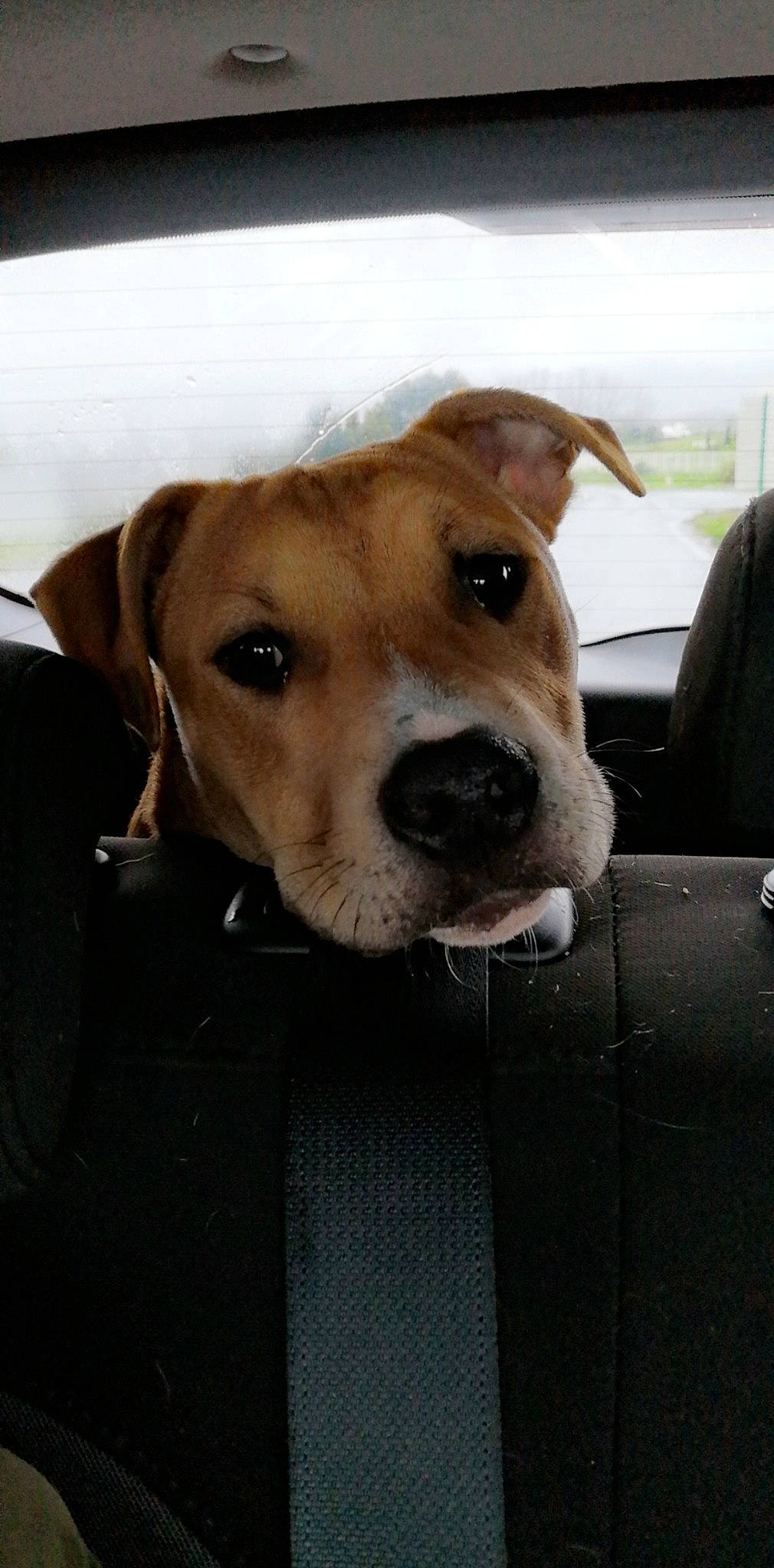 Pita participe au concours pour gagner de l'argent avec cette photo : beagador, canidae, carnivore, companion_dog, dog, dog_breed, fawn, mammal, nose, potcake_dog, rare_breed_dog, snout, sporting_group, vertebrate, whiskers