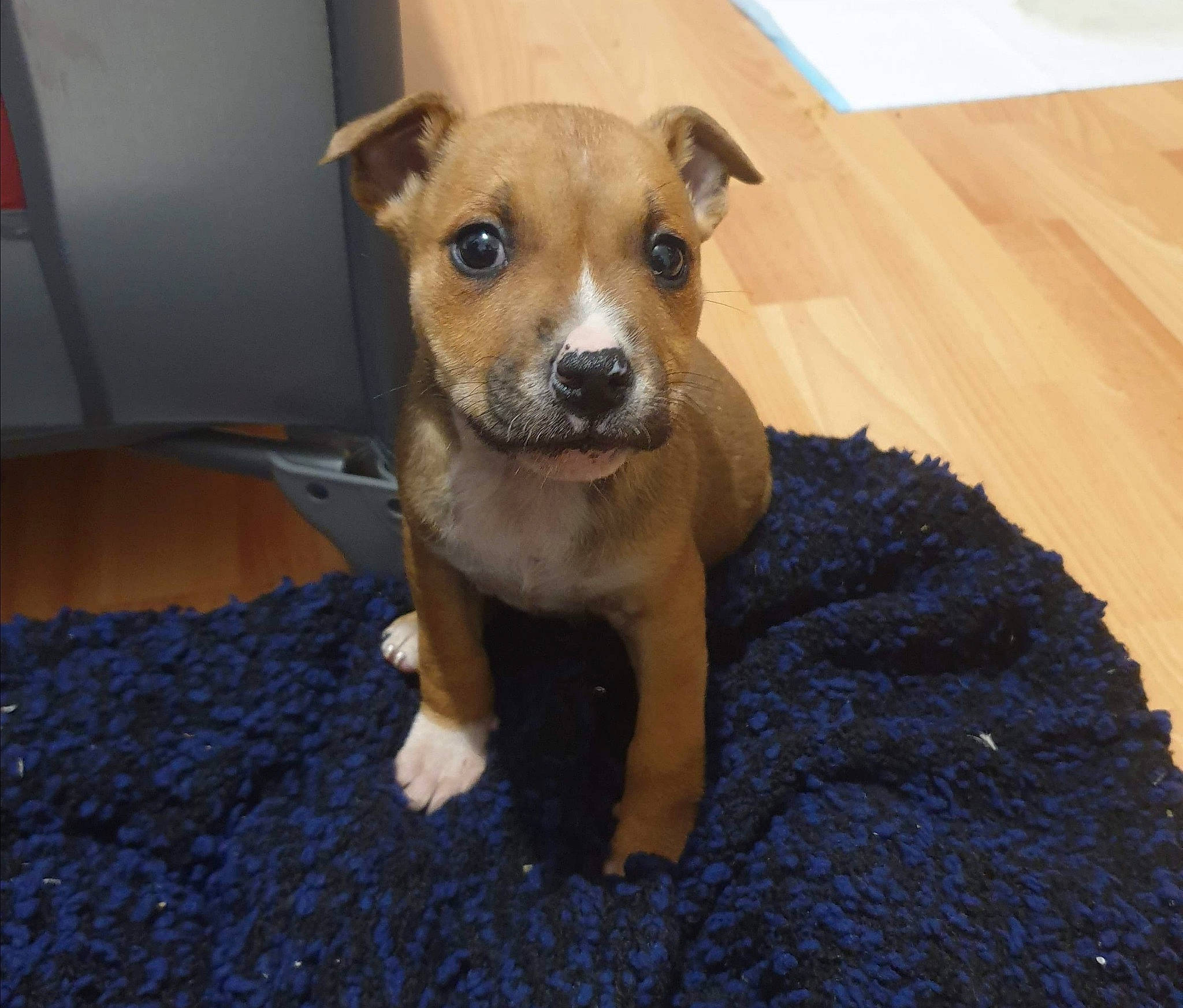 Pita participe au concours pour gagner de l'argent avec cette photo : american_pit_bull_terrier, canidae, carnivore, companion_dog, dog, dog_breed, fawn, feist, mammal, non_sporting_group, potcake_dog, puppy, rare_breed_dog, snout, sporting_group, staffordshire_bull_terrier, vertebrate, whiskers