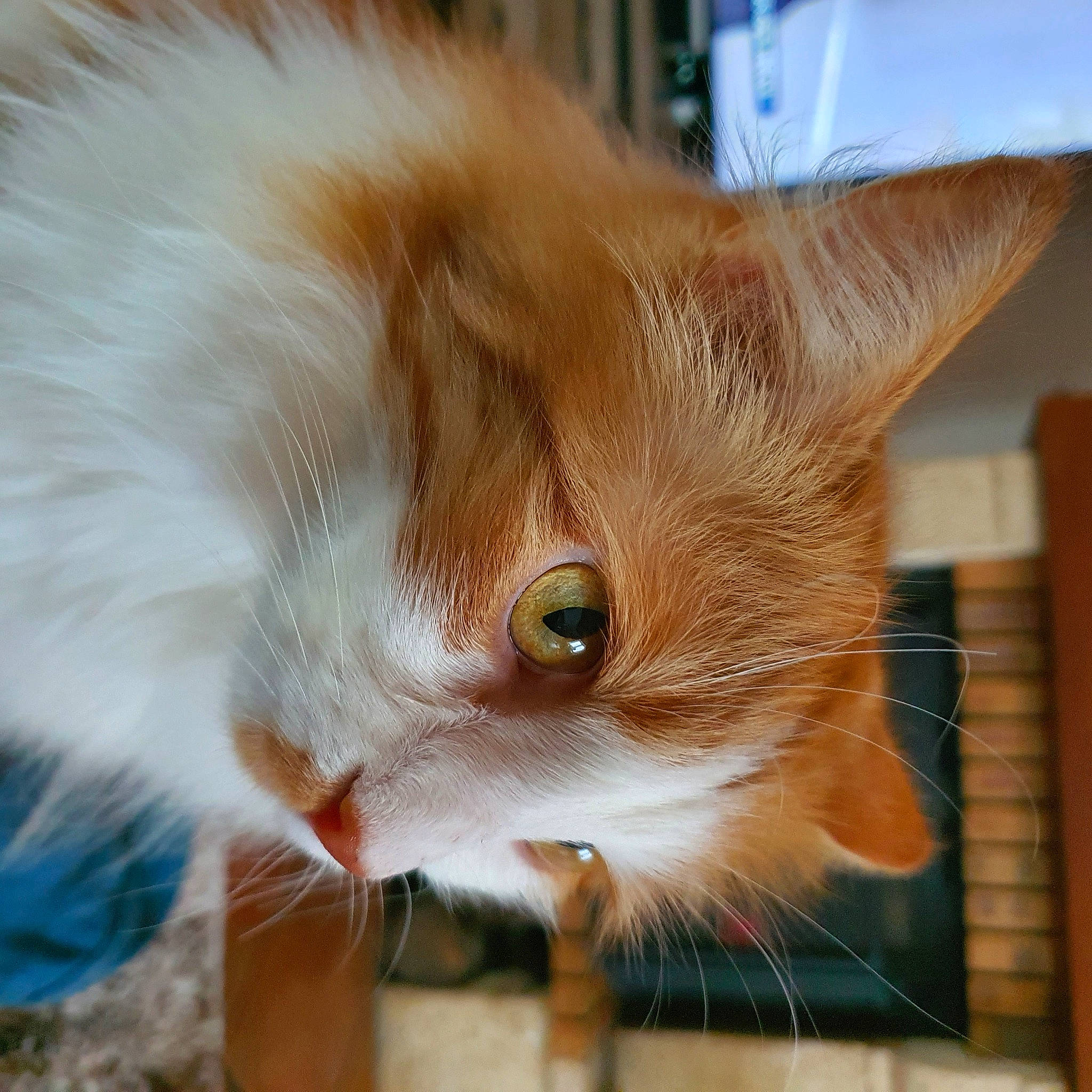 Tyrion a rejoint le concours — aidez-le/la à gagner de superbes lots ! carnivore, cat, claw, domestic_short_haired_cat, eye, fawn, felidae, fur, paw, small_to_medium_sized_cats, snout, tail, whiskers, window, wood