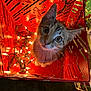 cat, kitten, christmas_lights, red_box, festive, holiday, cute, pet, animal, indoors, curious, looking_up, whiskers, metal_box, decorative, lighting, closeup, young, feline, playful