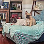 bed, blanket, bookshelf, ceramic_vase, couch, dog, framed_photo, french_bulldog, home_decor, indoor, living_room, pet, pillow, portrait_photo, relaxed, sitting, throw_blanket, two_dogs, upholstery, wooden_floor