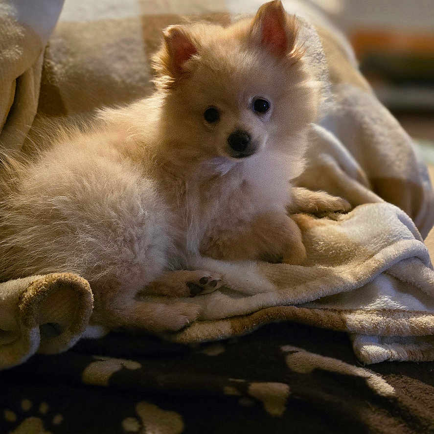 Nicko joined the competition — help win amazing prizes! animal, blanket, canine, cat, cockerspaniel, couch, dog, eskimodog, fox, fungus, furniture, kitten, papillon, pet, plant, puppy, quilt, siamese, terrier, towel