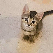 Rose is registered to the contest to win money with this photo: kitten, cat, pet, animal, feline, young, cute, curious, looking_up, indoor, fur, whiskers, tail, small, adorable, mammal, domestic, playful, sitting, eyes