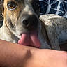 dog, tongue, licking, close_up, pet, animal, fur, face, arm, indoor, patterned_background, brown, white, black, cute, playful, canine, friendly, companion, domestic