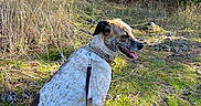 Taps is registered to the contest to win money with this photo: dog, leash, outdoor, forest, grass, nature, sunlight, trees, animal, pet, canine, sitting, happy, tongue_out, collar, brown, white, spotted, daytime, woods