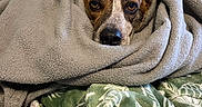 Taps is registered to the contest to win money with this photo: animal, bed, blanket, brown, comfort, cozy, cute, dog, face, fur, indoor, looking, pet, plush_toys, relaxed, resting, snug, soft, white, wrapped
