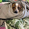 dog, blanket, bed, plush_toys, brown, white, face, cozy, indoor, snug, resting, fur, pet, animal, wrapped, cute, looking, soft, comfort, relaxed