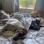 Taps is registered to the contest to win money with this photo: dog, cat, bed, blanket, window, curtains, plush_toys, stuffed_animals, indoor, sunlight, sleeping, resting, animal, pet, furniture, white_bedding, cozy, relaxation, domestic, nature_outside