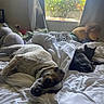 dog, cat, bed, blanket, window, curtains, plush_toys, stuffed_animals, indoor, sunlight, sleeping, resting, animal, pet, furniture, white_bedding, cozy, relaxation, domestic, nature_outside