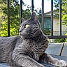 Luna is registered to the contest to win money with this photo: cat, gray_cat, yellow_eyes, outdoor, deck, wooden_surface, fence, railing, house, tree, greenery, sunlight, daylight, pet, animal, fur, relaxed, portrait, looking_away, nature