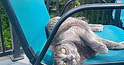 Luna joined the competition — help win amazing prizes! cat, gray_cat, pet, outdoor, chair, turquoise_chair, balcony, wooden_floor, greenery, tree, relaxing, sunlight, animal, feline, looking, upside_down, resting, curious, yellow_eyes, metal_frame