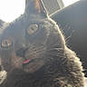 Luna joined the competition — help win amazing prizes! cat, gray_cat, close_up, tongue_out, whiskers, ears, eyes, feline, pet, animal, indoor, window, backlit, soft_light, fur, cute, curious, muzzle, portrait, domestic_cat