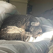 Luna is registered to the contest to win money with this photo: cat, gray_cat, sleeping, bed, blanket, sunlight, cozy, indoor, feline, fur, resting, pet, animal, soft, warm, paw, curled_up, relaxing, domestic_cat, nap