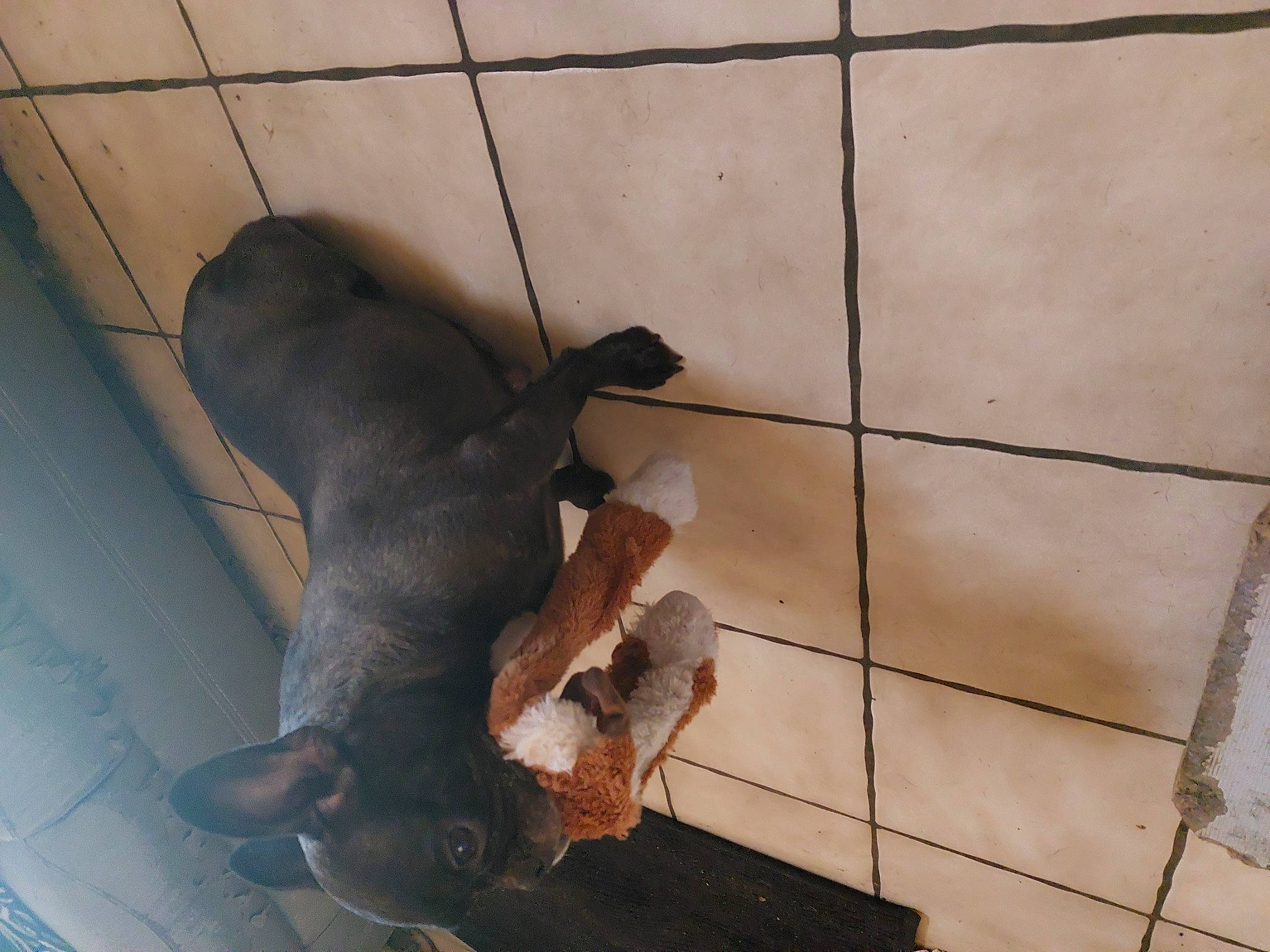 Chloe a rejoint le concours — aidez-le/la à gagner de superbes lots ! animal_shelter, canidae, carnivore, companion_dog, dog, dog_breed, fawn, floor, flooring, fur, hardwood, mammal, pet_supply, shadow, snout, tail, terrestrial_animal, vertebrate, wood, working_animal