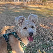 Stanley joined the competition — help win amazing prizes! dog, outdoor, park, grass, leaves, harness, pet, animal, sunlight, happy, panting, ears, fur, nature, daytime, playful, mammal, friendly, canine, tongue