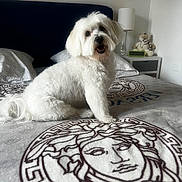 Newton participe au concours pour gagner de l'argent avec cette photo : animal, bed, blanket, cheerful, clock, cozy, cute, dog, fluffy, fur, home, indoor, lamp, medusa_design, nightstand, pet, pillow, sitting, teddy_bear, white_dog
