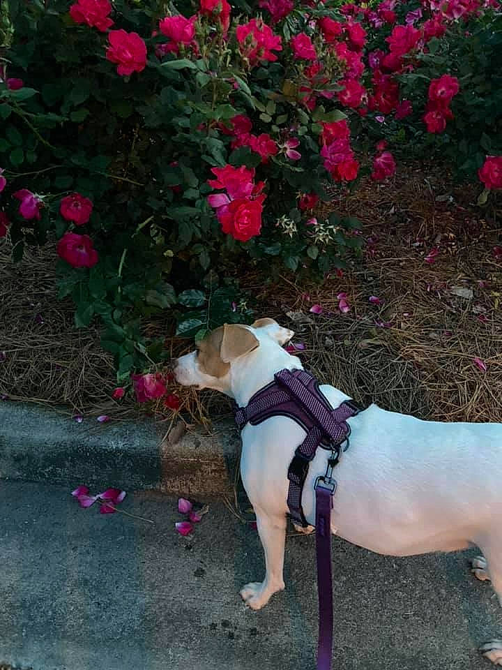 Cookie is registered to the contest to win money with this photo: carnivore, collar, companion_dog, dog, dog_breed, dog_collar, dog_supply, fawn, flower, grass, magenta, pet_supply, petal, pink, plant, road_surface, shrub, sidewalk, tail, tree