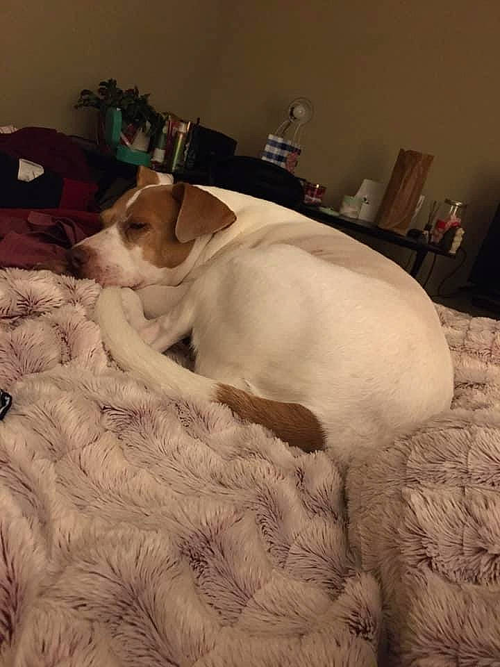 Cookie joined the competition — help win amazing prizes! art, bedding, carnivore, cloud, comfort, companion_dog, dog, dog_breed, fawn, felidae, flooring, fur, linens, room, small_to_medium_sized_cats, tail, trunk, whiskers, wood, working_animal