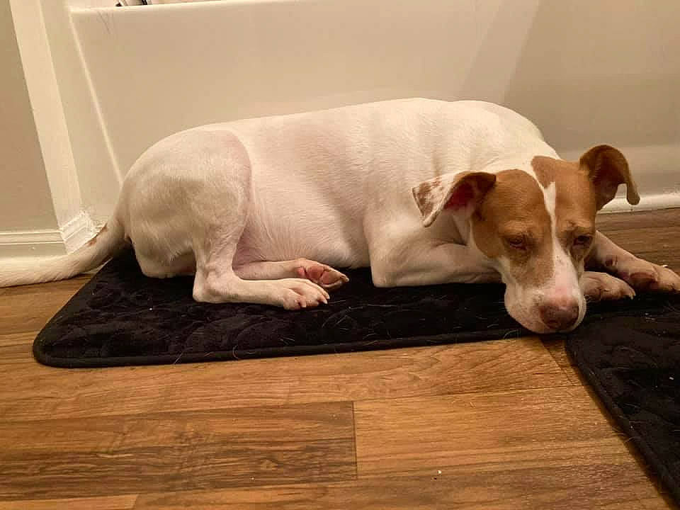 Cookie is registered to the contest to win money with this photo: carnivore, comfort, companion_dog, dog, dog_breed, door, flooring, hardwood, laminate_flooring, paw, pet_supply, plank, plywood, rectangle, snout, tail, terrestrial_animal, wood, wood_flooring, working_animal