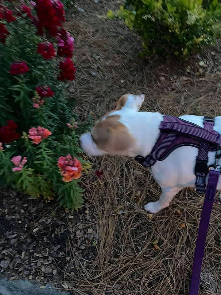 Cookie joined the competition — help win amazing prizes! annual_plant, carmine, carnivore, collar, companion_dog, dog, dog_breed, fawn, flower, flowering_plant, grass, groundcover, herbaceous_plant, petal, plant, rose_family, shrub, soil, sporting_group, tail