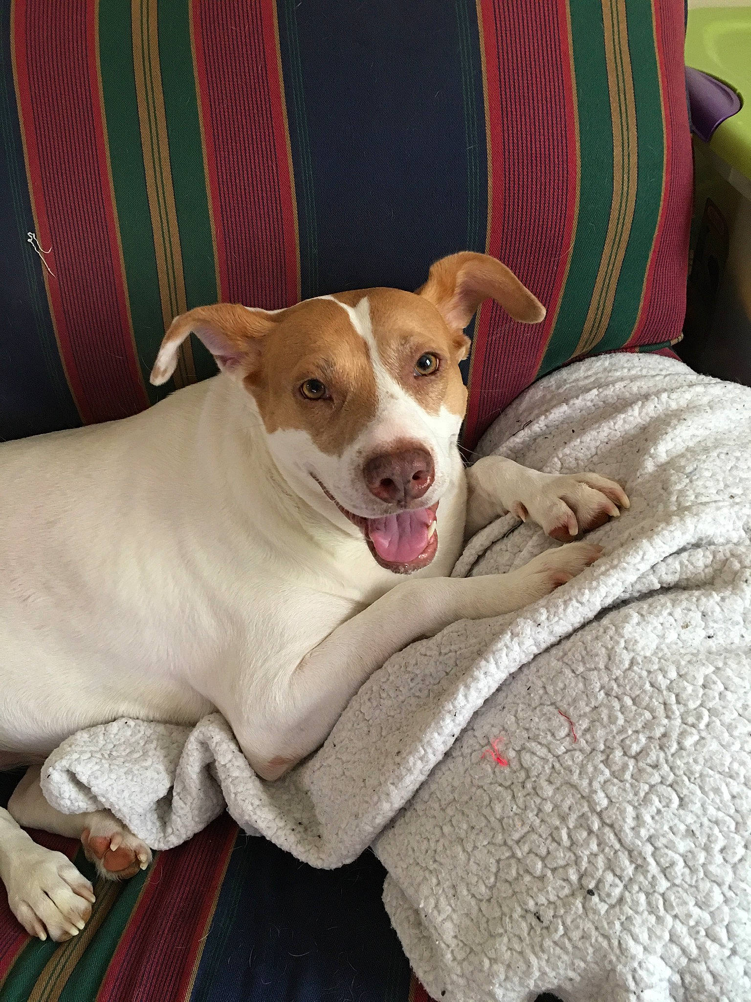 Cookie joined the competition — help win amazing prizes! canidae, carnivore, companion_dog, danish_swedish_farmdog, dog, dog_breed, ear, fawn, feist, jack_russell_terrier, mammal, puppy, rare_breed_dog, rat_terrier, russell_terrier, snout, sporting_group, teddy_roosevelt_terrier, vertebrate