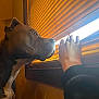 Zoey is registered to the contest to win money with this photo: dog, indoor, window, blinds, hand, curious, brown_dog, light, shadow, animal, pet, closeup, side_view, daylight, wood, furniture, human_hand, looking, quiet, domestic