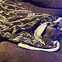 Zoey is registered to the contest to win money with this photo: dog, blanket, couch, sleeping, cozy, indoor, brown, pet, fur, resting, comfortable, wrapped, animal, domestic, relaxing, snug, soft, home, quiet, nap