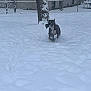 dog, snow, winter, outdoor, yard, tree, fence, running, pet, snowy, animal, stick, playful, cold, daytime, nature, canine, landscape, snowfall, background