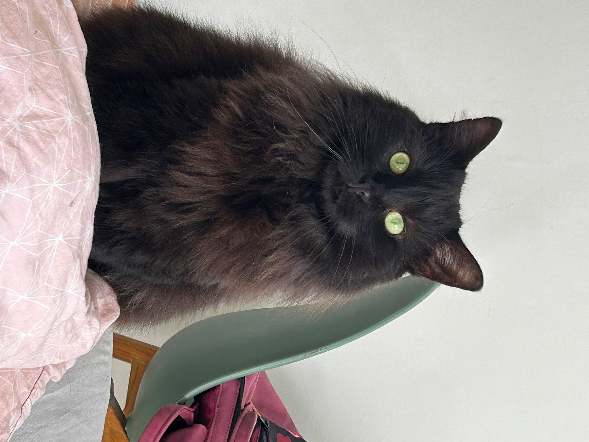 Georges participe au concours pour gagner de l'argent avec cette photo : black_cat, bombay, carnivore, cat, domestic_short_haired_cat, felidae, fur, havana_brown, small_to_medium_sized_cats, snout, tail, terrestrial_animal, whiskers