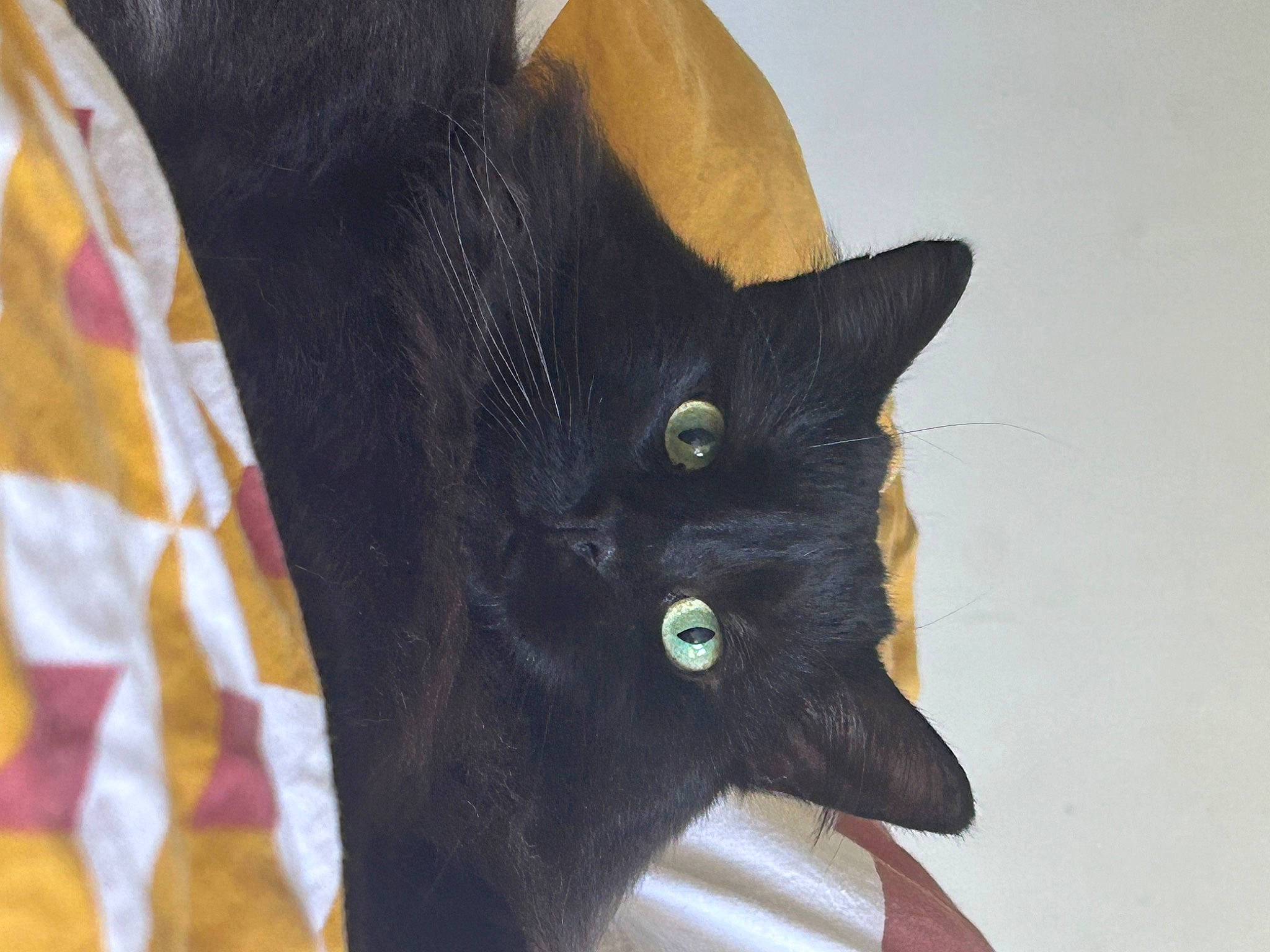 Georges a rejoint le concours — aidez-le/la à gagner de superbes lots ! black_cat, bombay, carnivore, cat, cat_supply, claw, comfort, domestic_short_haired_cat, felidae, fur, havana_brown, linens, small_to_medium_sized_cats, snout, tail, whiskers