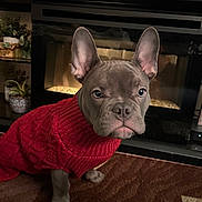 Kane joined the competition — help win amazing prizes! animal, carpet, companion, cozy, cute, dog, domestic_animal, ears, fireplace, french_bulldog, home, indoor, looking, mammal, pet, portrait, red, sitting, sweater, warm