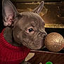 Kane joined the competition — help win amazing prizes! animal, carpet, celebration, christmas, christmas_ornament, curious, cute, decorations, dog, festive, french_bulldog, glitter, holiday, indoor, pet, puppy, red_sweater, seasonal, small_dog, sniffing