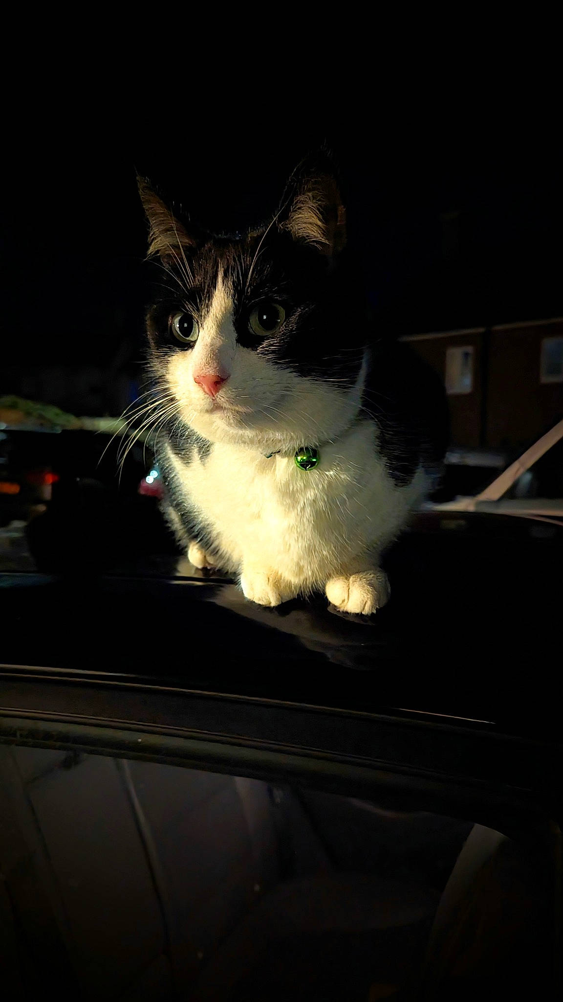 Herbert joined the competition — help win amazing prizes! auto_part, automotive_design, automotive_exterior, automotive_lighting, automotive_mirror, automotive_window_part, carnivore, cat, domestic_short_haired_cat, felidae, glass, rear_view_mirror, small_to_medium_sized_cats, snout, tail, tints_and_shades, vehicle_door, whiskers, window, windshield