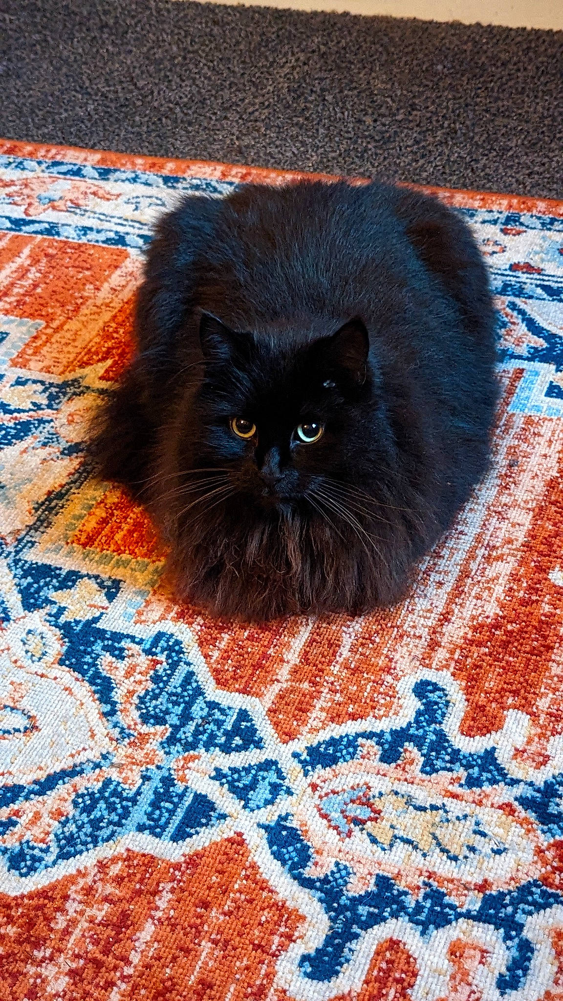 Vlad joined the competition — help win amazing prizes! art, blue, bombay, carnivore, carpet, cat, creative_arts, electric_blue, felidae, flooring, fur, painting, pattern, small_to_medium_sized_cats, snout, tail, terrestrial_animal, visual_arts, whiskers