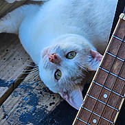 Frito is registered to the contest to win money with this photo: animal, cat, close_up, curious, domestic_cat, ears, feline, frets, green_eyes, guitar, indoor, lying_down, musical_instrument, natural_light, pet, strings, texture, whiskers, white_cat, wooden_surface