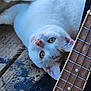 animal, cat, close_up, curious, domestic_cat, ears, feline, frets, green_eyes, guitar, indoor, lying_down, musical_instrument, natural_light, pet, strings, texture, whiskers, white_cat, wooden_surface
