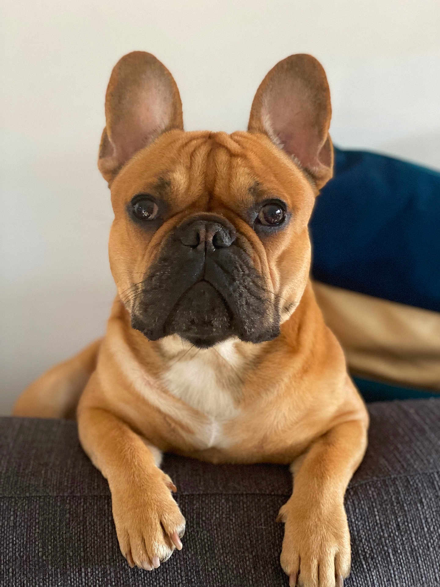 Orion participe au concours pour gagner de l'argent avec cette photo : dog, french_bulldog, pet, animal, brown, ears, face, paws, fur, indoor, portrait, looking, cute, expression, closeup, sitting, canine, snout, whiskers, background_blur