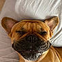 dog, french_bulldog, pet, sleeping, bed, white_sheet, closeup, face, smile, ears, wrinkles, fur, cute, animal, domestic_animal, resting, tongue, mouth, nostrils, whiskers