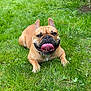Orion participe au concours pour gagner de l'argent avec cette photo : dog, french_bulldog, grass, outdoor, pet, animal, tongue_out, happy, cute, smiling, nature, greenery, canine, playful, summer, lying_down, ears_up, friendly, tongue, muzzle