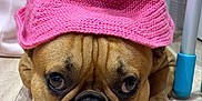Orion participe au concours pour gagner de l'argent avec cette photo : dog, pet, french_bulldog, hat, knitted_hat, pink, floor, wooden_floor, close_up, lying_down, face, expression, cute, animal, indoor, paw, nail, fur, portrait, domestic_animal