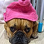 dog, pet, french_bulldog, hat, knitted_hat, pink, floor, wooden_floor, close_up, lying_down, face, expression, cute, animal, indoor, paw, nail, fur, portrait, domestic_animal