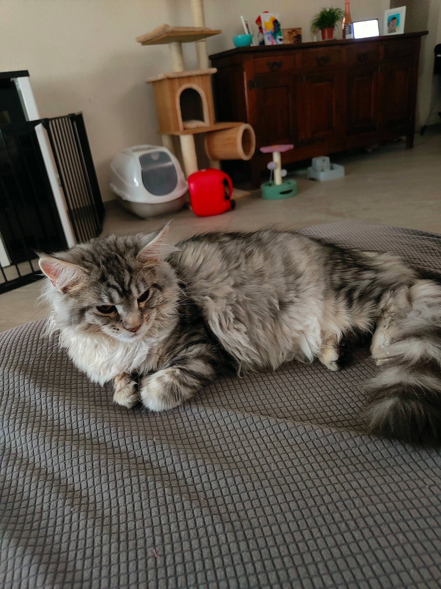 Princesse participe au concours pour gagner de l'argent avec cette photo : bookcase, carnivore, cat, chest_of_drawers, comfort, domestic_short_haired_cat, felidae, floor, flooring, fur, grey, hardwood, living_room, mammal, room, small_to_medium_sized_cats, tail, vertebrate, whiskers, wood