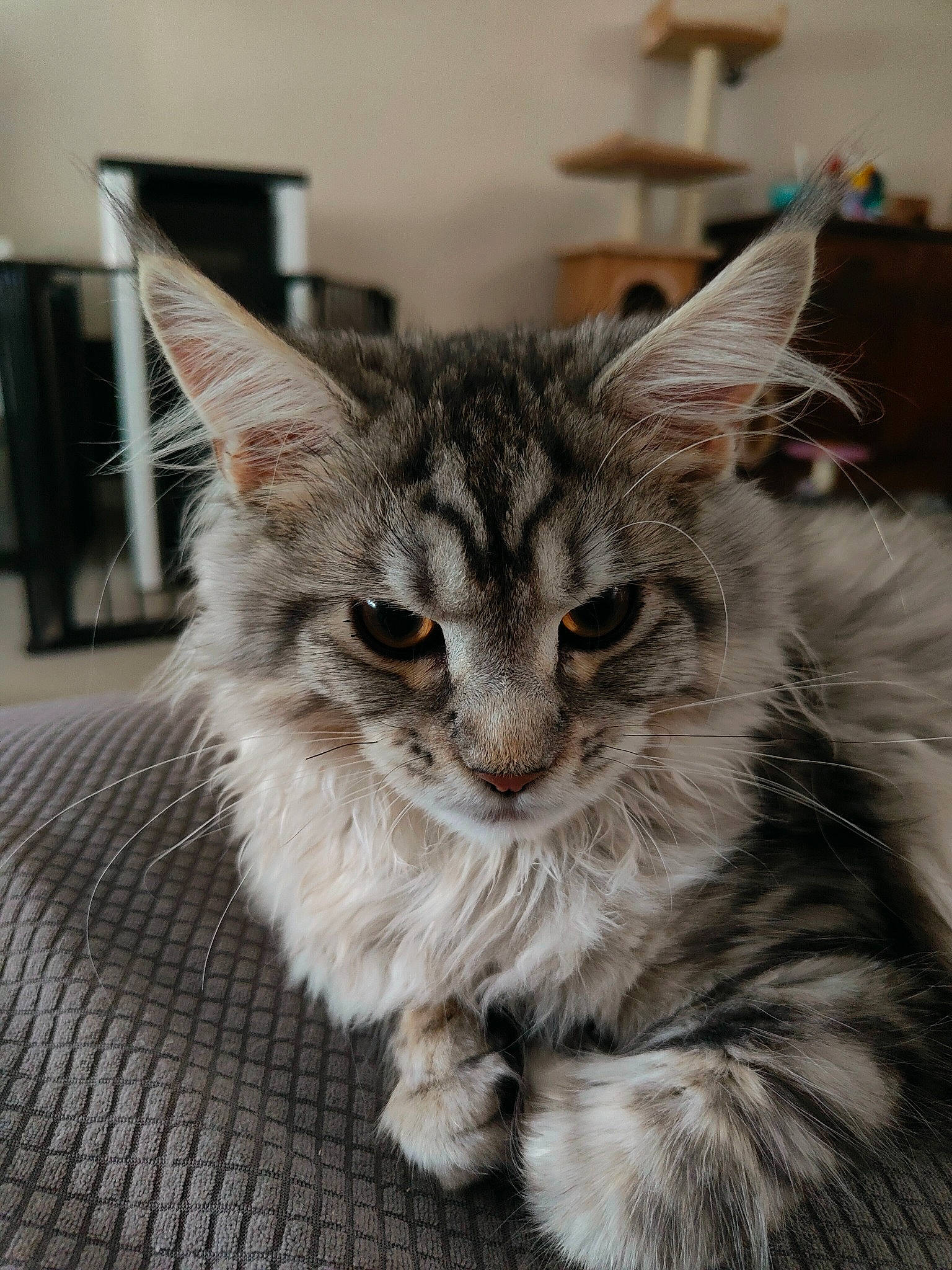 Princesse participe au concours pour gagner de l'argent avec cette photo : carnivore, cat, claw, domestic_short_haired_cat, drawer, fawn, felidae, fur, iris, maine_coon, paw, picture_frame, plant, small_to_medium_sized_cats, snout, tail, terrestrial_animal, tree, whiskers, window