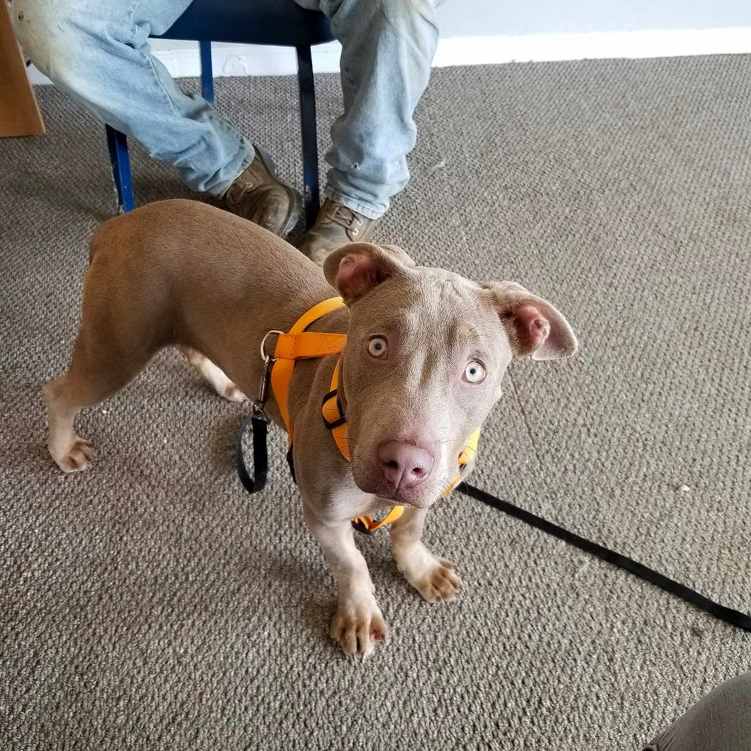 Dobby joined the competition — help win amazing prizes! american_pit_bull_terrier, canidae, carnivore, dog, dog_breed, ear, fawn, floor, flooring, mammal, non_sporting_group, pit_bull, puppy, rare_breed_dog, snout, sporting_group, vertebrate, weimaraner